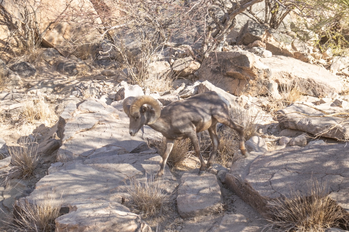 Contribuye Gobierno de Sonora a recuperación del borrego cimarrón con liberación de 20 animales: Celida López